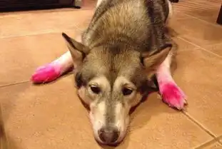  国外网友争相晒爱犬搞笑照片