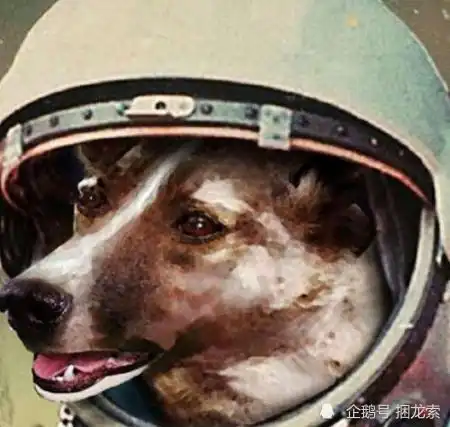  这只流浪狗是第一个登上太空的地球生物,尸体至今仍在太空飘荡,今已64年