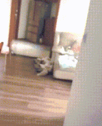 哈士奇动态图片搞笑gif