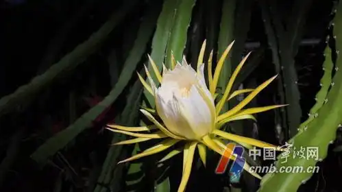 美若昙花一现宁波果农带你赏夜仙子开花全过程 美若昙花一现宁波果农带你赏夜仙子开花全过程