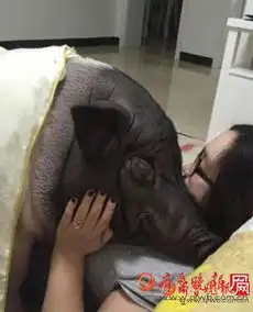  人不如狗已过时女子与猪同床4年人不如猪啊