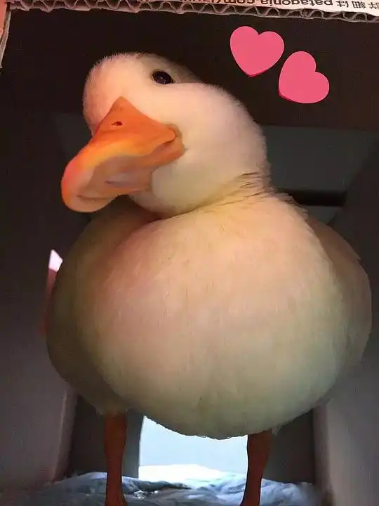  疯人愿的相册