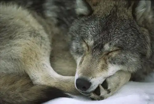  狼是怎样睡觉的
