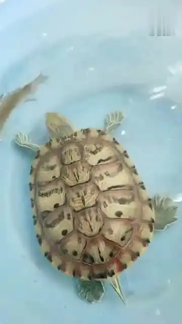  把乌龟和鱼放在同一个水盆里,接下来的一幕,太有趣了