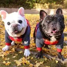  你了解法国斗牛犬吗爆头期又是什么