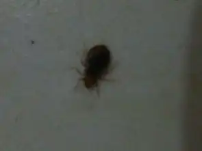  晚上睡觉身上有像被蚊子叮的包