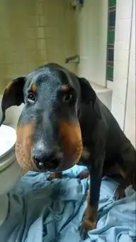  呆萌狗变猪头..看你敢不敢再玩蜜蜂