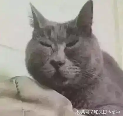  你见过最丑的猫是什么样子