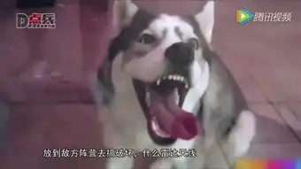  哈士奇为啥不能当警犬因易和犯罪分子达成共识