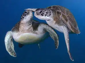  海洋里有哪些不为人知的有趣冷知识