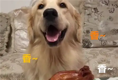  金毛举报猫咪偷吃烤鸭,回看摄像后怕是免不了一顿打了