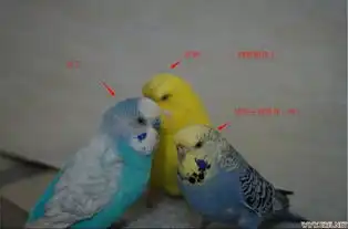  鹦鹉搞笑版