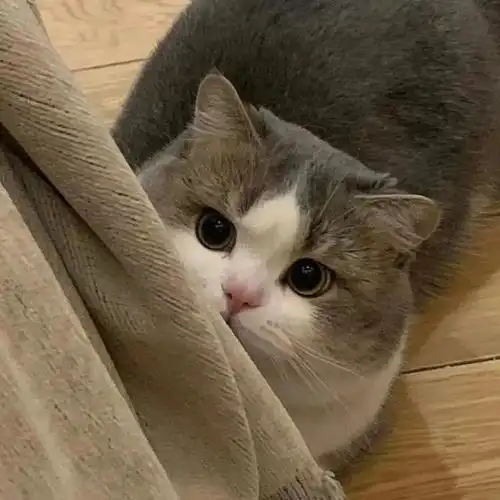 wechat搞怪猫咪头像  wechat搞怪猫咪头像