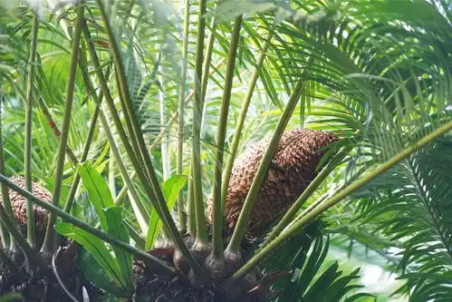  寻幽青秀山,感受南宁这座壮乡名山1700年的悠悠历史