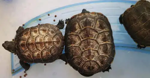  简单英文给孩子讲冬眠,乌龟熊青蛙,谁挖洞谁不呼吸谁生宝宝