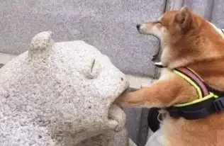  这是最爱睡觉的狗,网友怀疑它有猪的血统,每天都会笑脸迎人