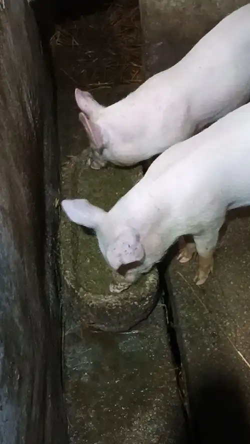  从未见过吃饭这么斯文的猪