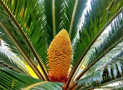 郯城采莲湖社区三棵铁树同时开花 郯城采莲湖社区三棵铁树同时开花