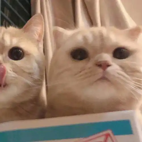 情侣头像见什么世面,见见你就好了 情侣头像见什么世面,见见你就好了