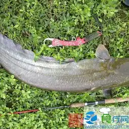  鲶鱼的营养价值鲶鱼的做法及清洗方法