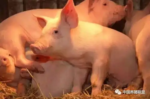 猪咬尾巴,生长速度慢20  猪咬尾巴,生长速度慢20