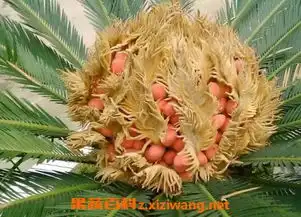 铁树果实做木鱼