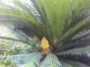  江西九江两雌雄铁树同时开花