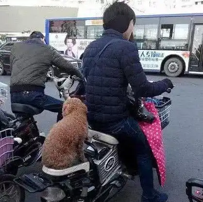  搞笑图片姑娘玩的开心很好,但求猫咪心里阴影面积,网友怕怕