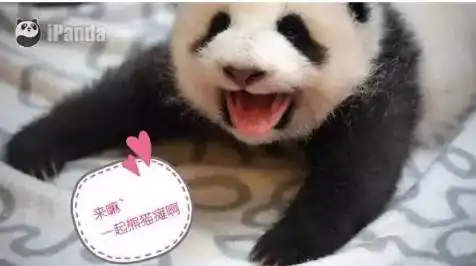 这4只大熊猫要来沈阳了快来看看panda的全攻略