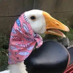  想问一下是不是情头