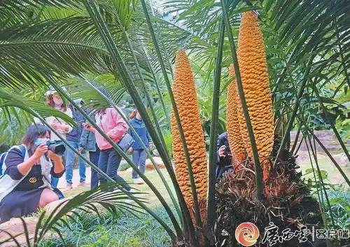  曾奄奄一息的千岁老寿星,是怎样被宠成花见花开的