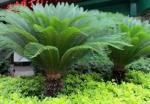  铁树懒人花,做好3点,叶片油绿,枝繁叶茂,威武又霸气