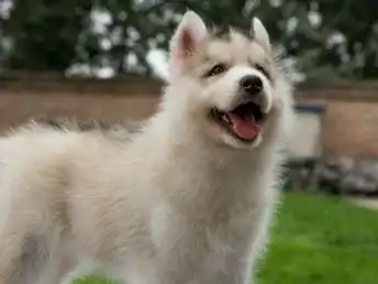  图哈士奇犬哪里出售哈士奇图片哈士奇俱乐部深圳宠物狗
