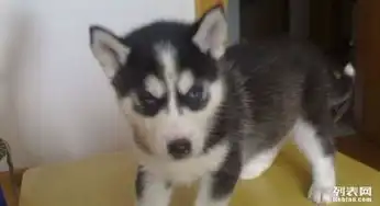 哈士奇犬搞笑图片哈士奇