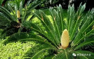  提醒这12种花,别乱碰别乱养别乱吃