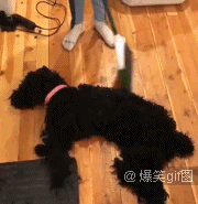  爆笑gif图狗狗来大姨妈了好难受哦,主人多喝热水