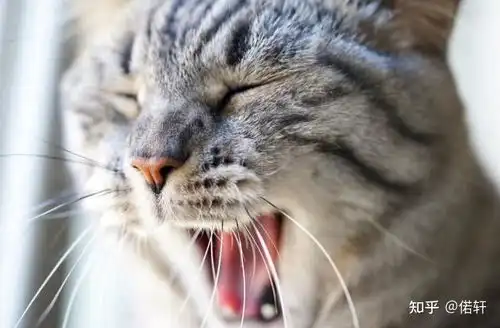 犯困图片发朋友圈搞笑