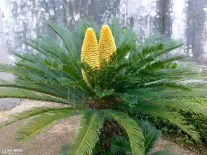 铁树开花图片搞笑雄性