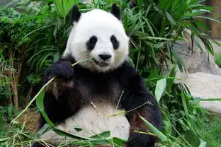  日本网名呼吁熊猫不能还给中国原因我们却无法反驳