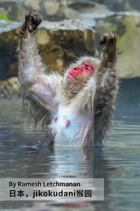 不要让它们消失于世界之后,才明白如何去爱  不要让它们消失于世界之后,才明白如何去爱