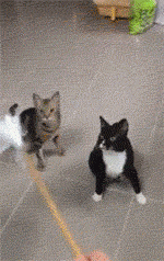 哈士奇动态图片搞笑gif