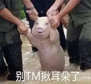  2017年最佳表情包出炉这只新晋表情包网红,甚至火到了国外