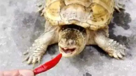  恶搞