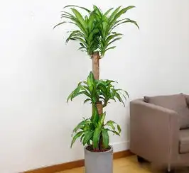  这4种花,招财旺运防小人,还能净化空气,有钱人家里都在养