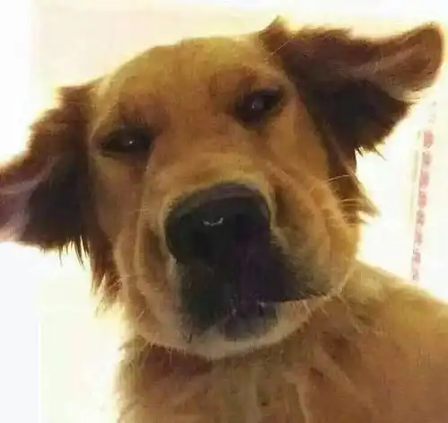 狗狗的搞笑图片头像