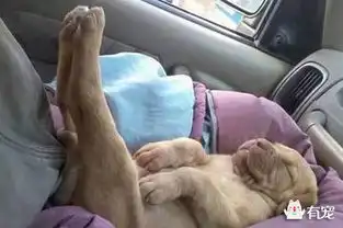 汪星人睡眠质量的好坏你能分清吗  汪星人睡眠质量的好坏你能分清吗