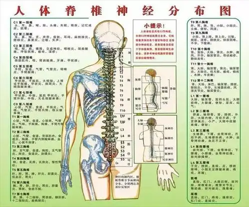  什么80以上慢性疾病都与脊椎错位有关