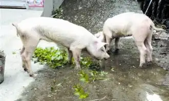 两只小猪吃饭图片  两只小猪吃饭图片