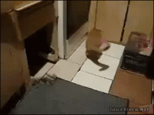 猫gif搞笑图片包修