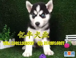  纯种哈士奇赛级雪橇犬哈士奇健康保障-昌平昌平周边易登网